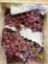 Image de Raisins